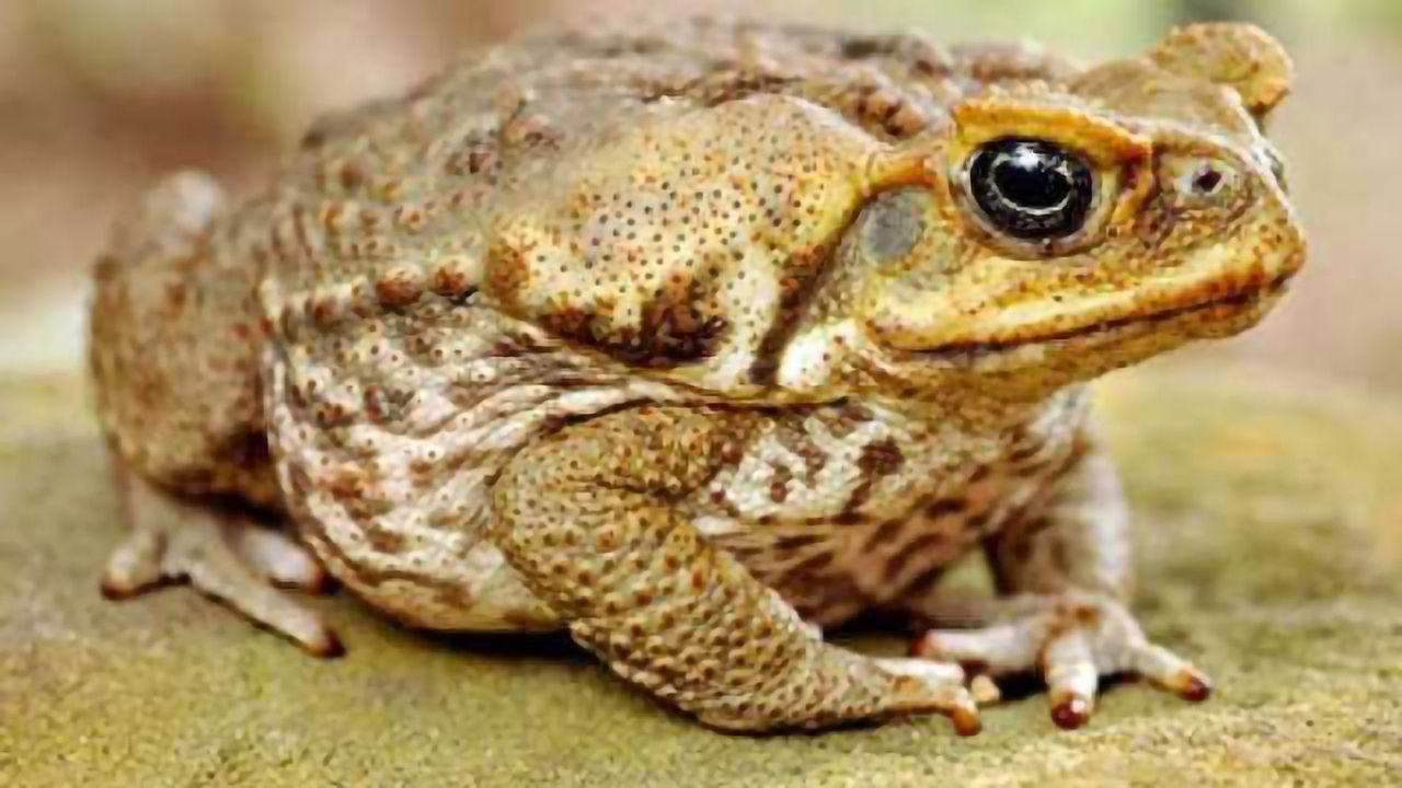 Cane Toad DNA Sequenced