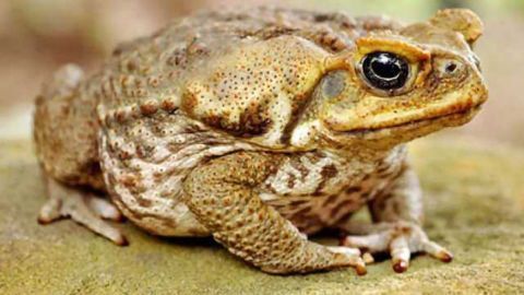 Cane Toad DNA Sequenced
