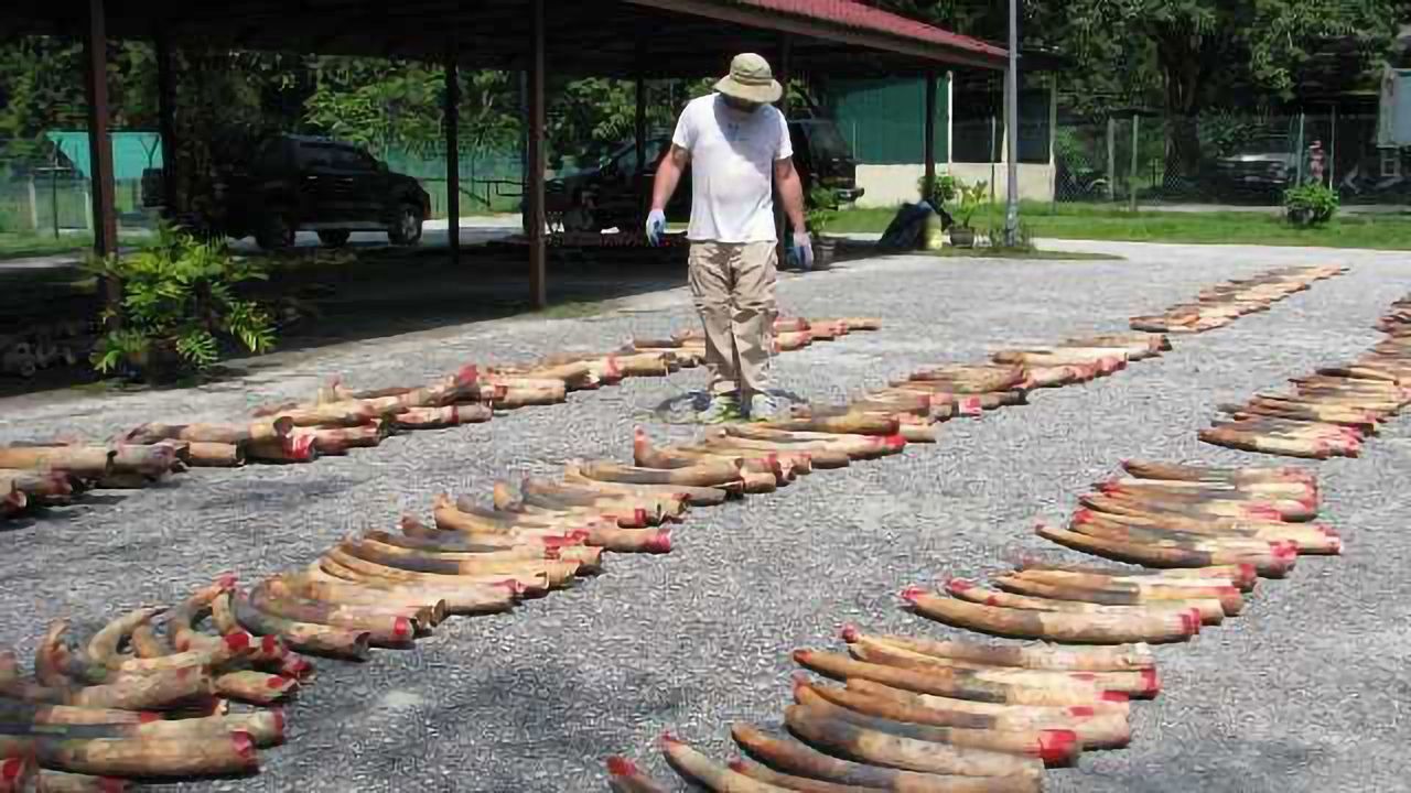 DNA Traces Illegal Ivory Shipments Back to Major Cartels