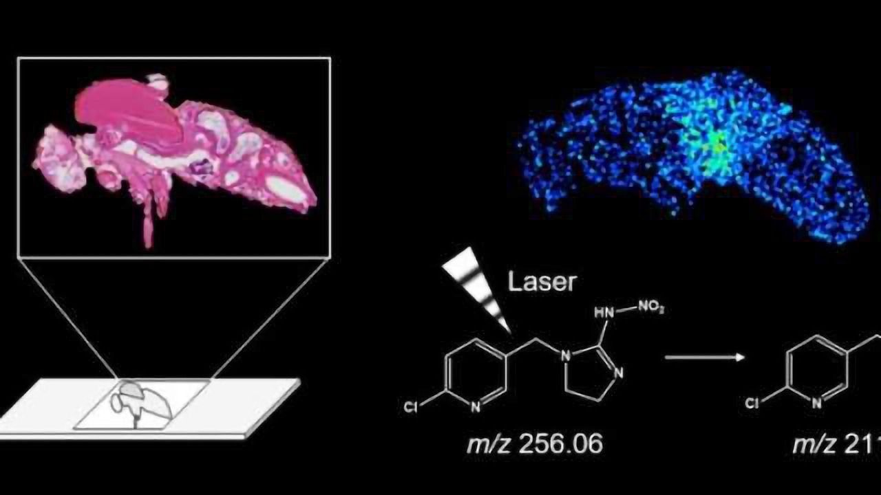 Imaging Pesticides in Insects could Improve Safety