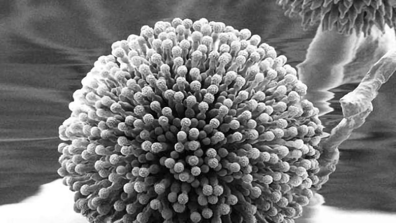 Marker Indicates Those at Higher Risk from Lethal Fungal Spores