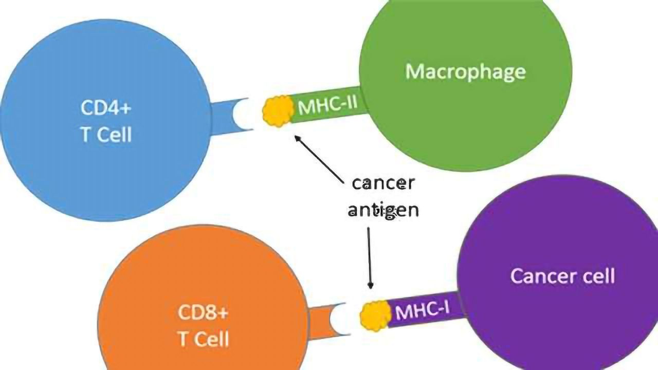 Cancer Immunotherapy Might Benefit From Previously Overlooked Immune Players