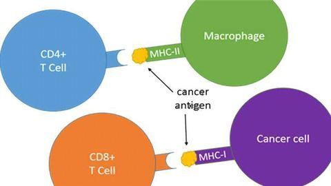 Cancer Immunotherapy Might Benefit From Previously Overlooked Immune Players