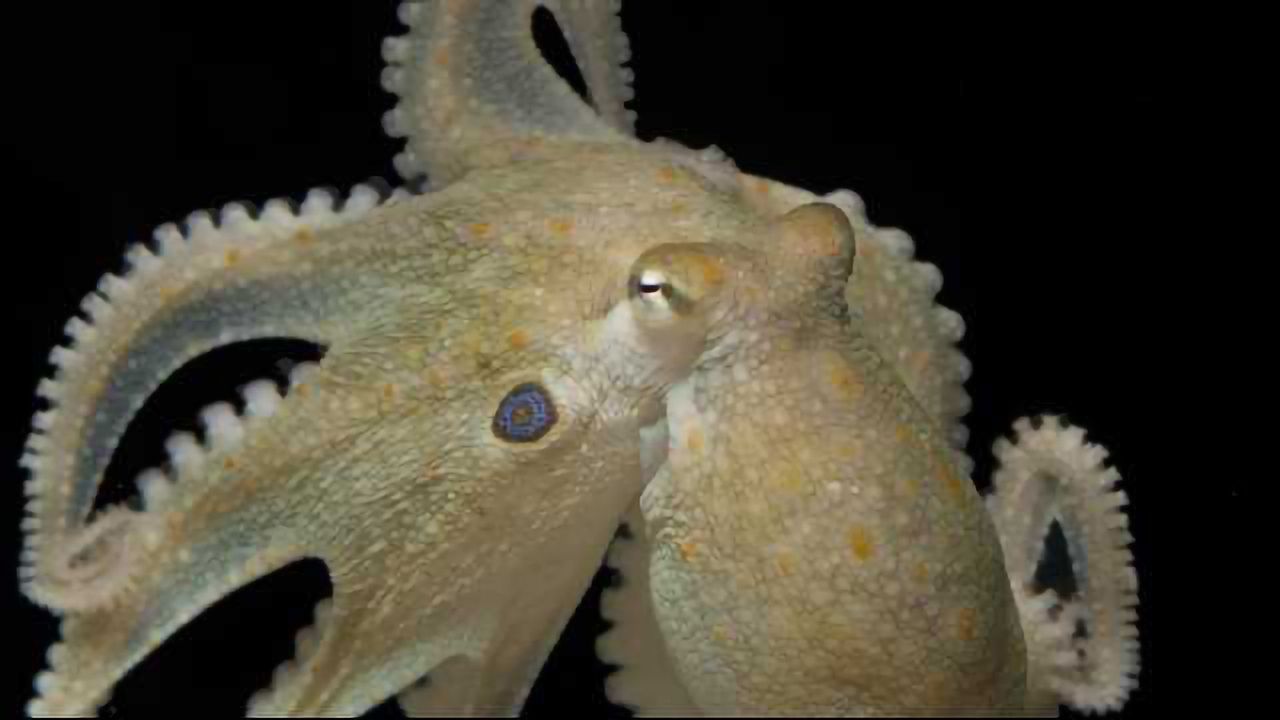 Party 'Pus: Ecstasy Makes Octopuses More Social