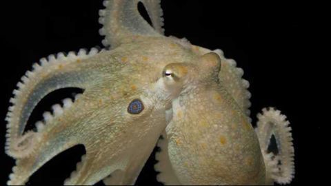 Party 'Pus: Ecstasy Makes Octopuses More Social