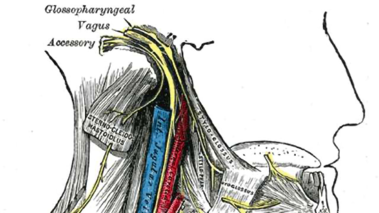 Gut Branches of the Vagus Nerve Are Essential Components of the Brain’s Reward and Motivation System