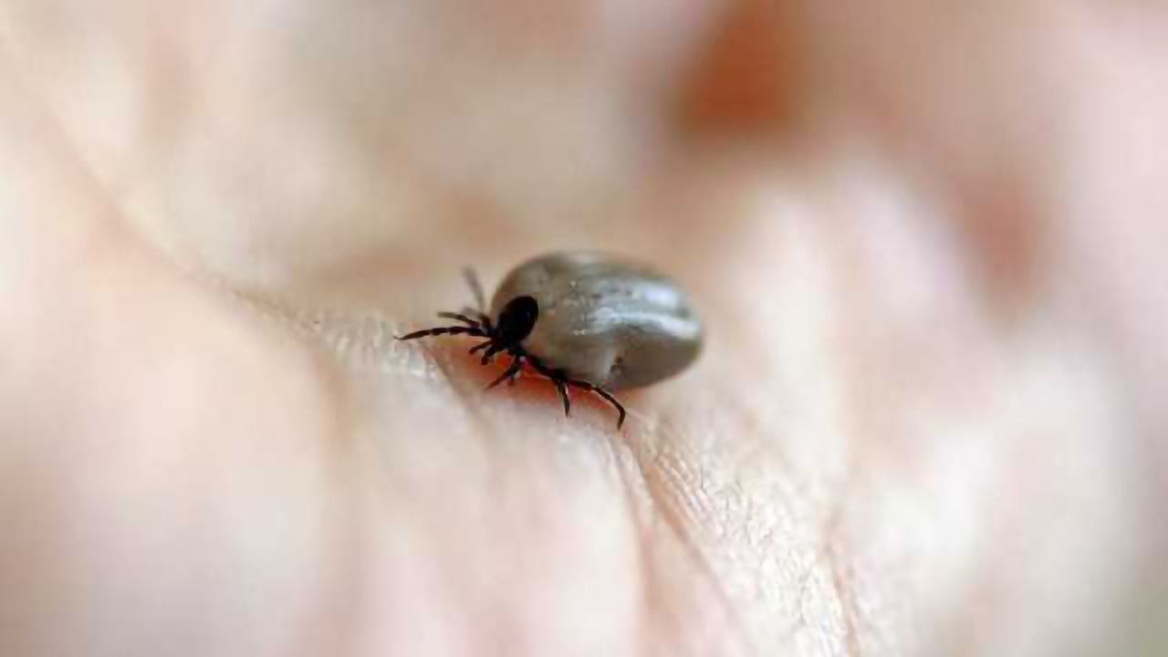 Lyme Disease Model Highlights the Need for Speed