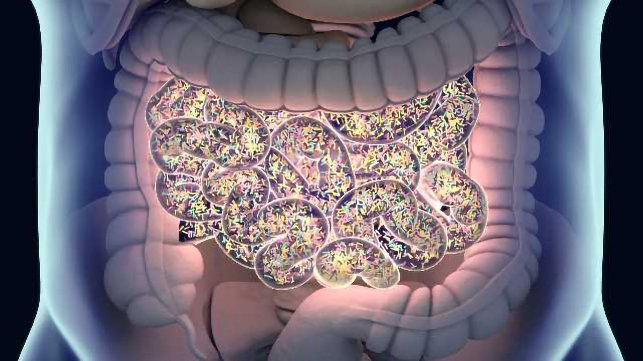 Artificial Intestine Helps Researchers Understand How Food Affects Our Gut Bacteria