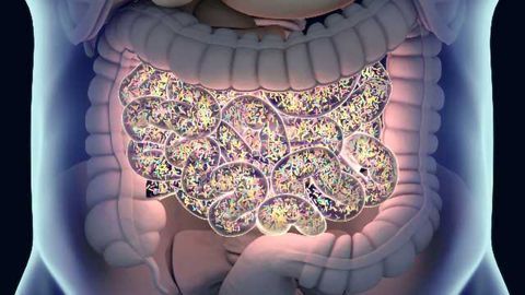 Artificial Intestine Helps Researchers Understand How Food Affects Our Gut Bacteria
