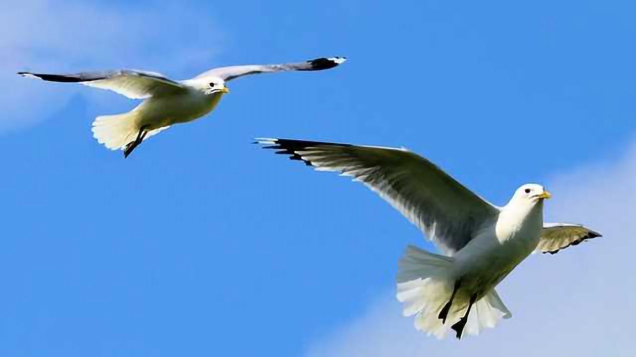 Plastic in Seabird Stomachs is Decreasing - Slowly