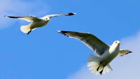 Plastic in Seabird Stomachs is Decreasing - Slowly