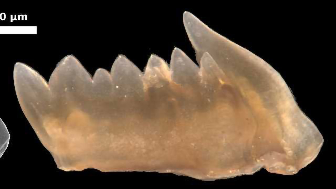 Ancient Predator Teeth Could Regenerate