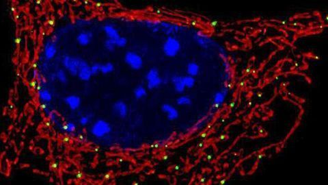 Gene Therapy Eliminates Mutant Mitochondria DNA in Mouse Heart