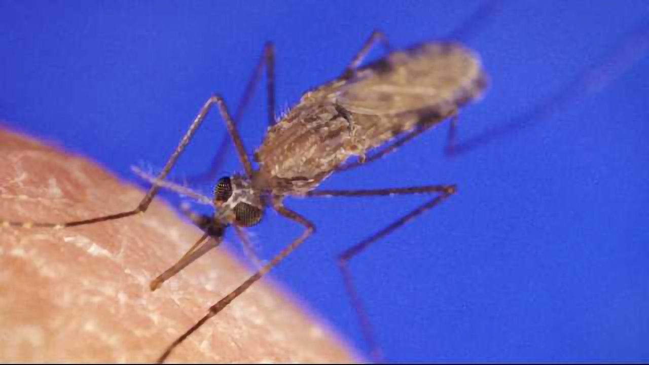 'Gene Drive' Technology Wipes Out Lab Mosquitoes