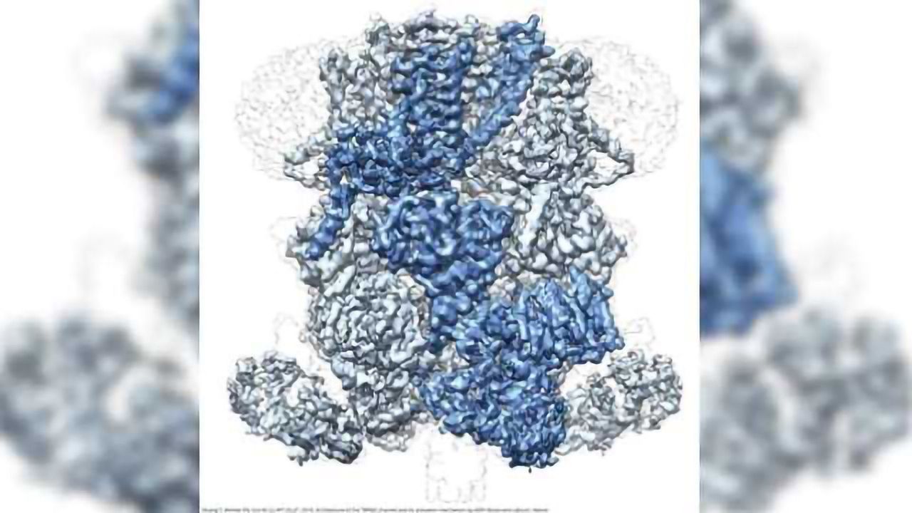 Cryo-EM Reveals Potential Drug Target for Neurological Conditions