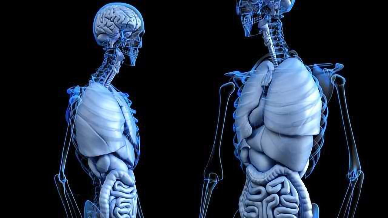 Gut Feelings: Direct gut-brain neural circuit for rapid nutrient sensing
