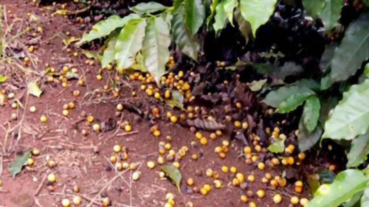 Brewing up a Solution has Bean a Problem