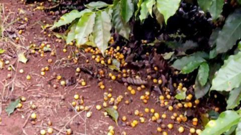 Brewing up a Solution has Bean a Problem