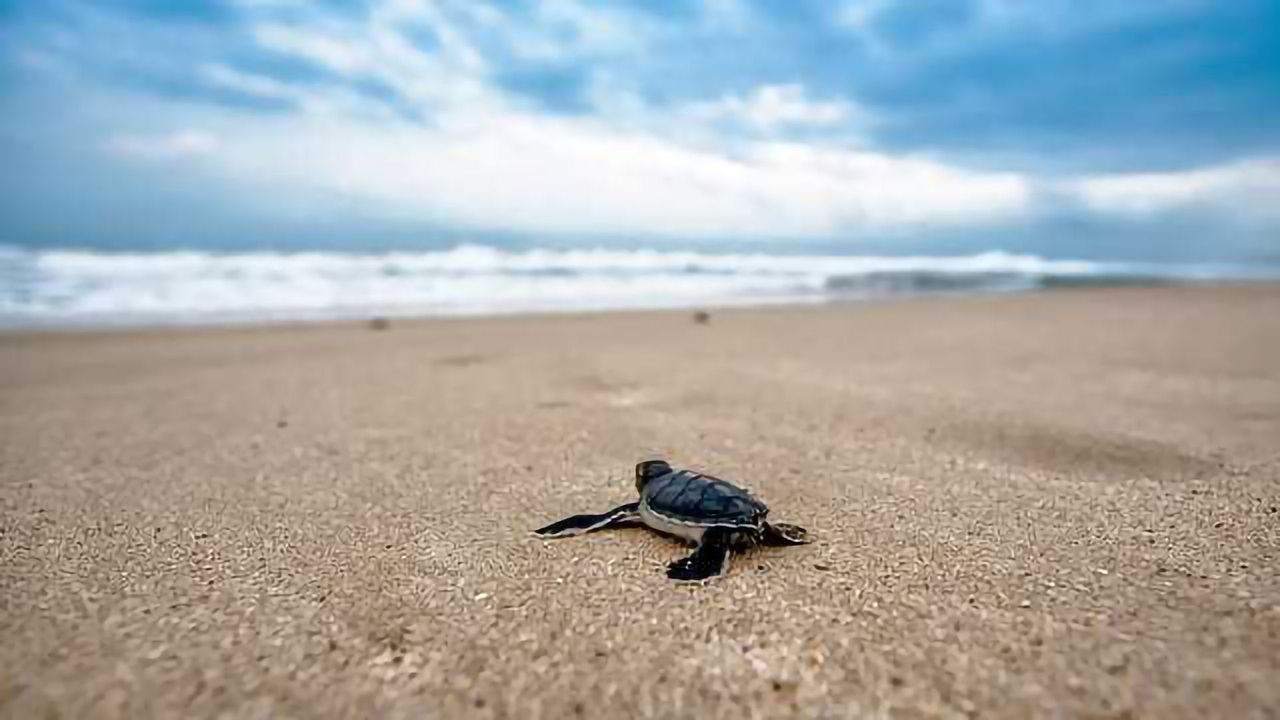 Are Turtles a Reliable Measure of Ocean Pollution?