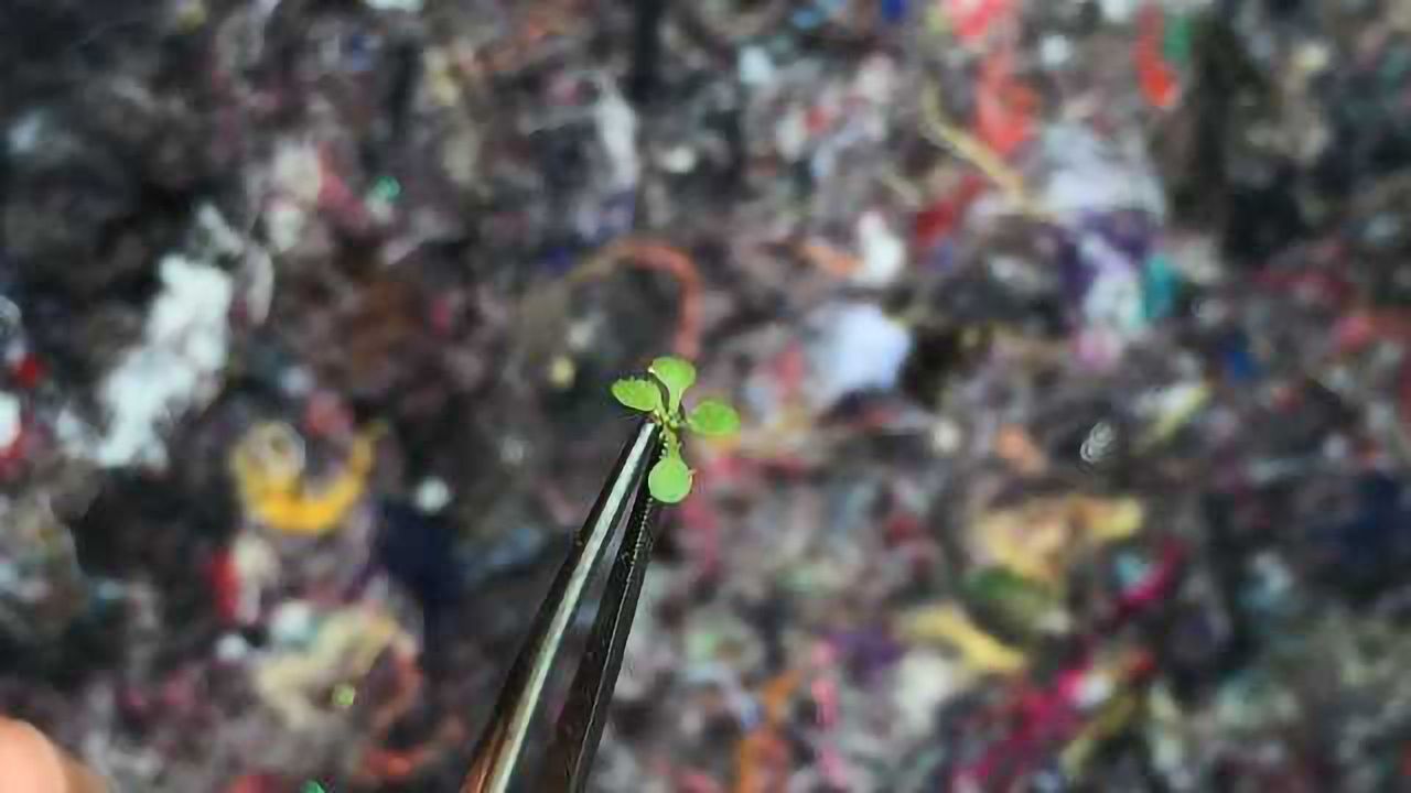 Burst of Morning Gene Activity Tells Plants When to Flower