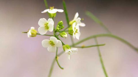 Genome Duplication Drives Evolution of Species