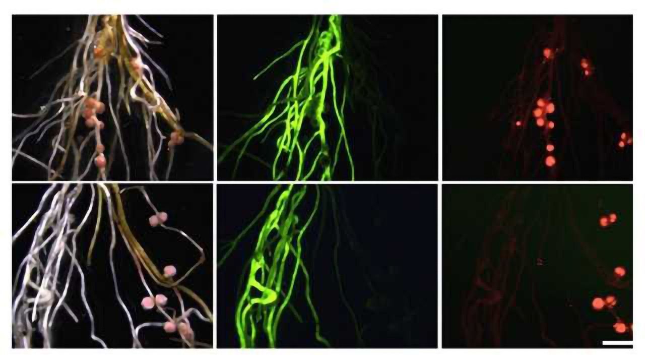 Roots, Shoots and Leaves: How Plants Keep Symbionts in Check