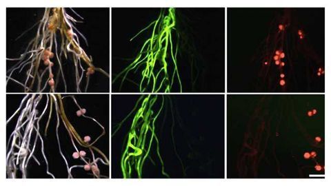 Roots, Shoots and Leaves: How Plants Keep Symbionts in Check