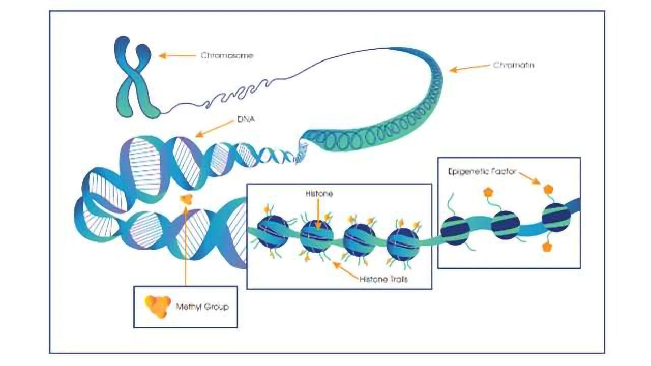 Above the Genome: How Epigenetics Influences Cancer and Obesity