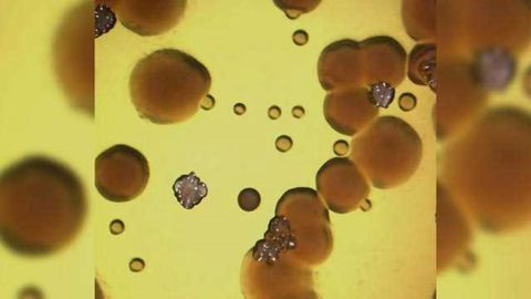 Hit 'Em Where They Eat: Stealth Drug Fights Resistant Bacteria