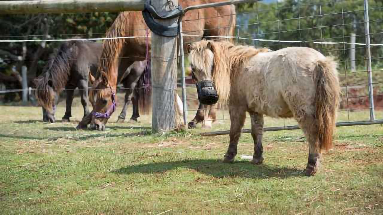 Help Rides in for Plump Ponies