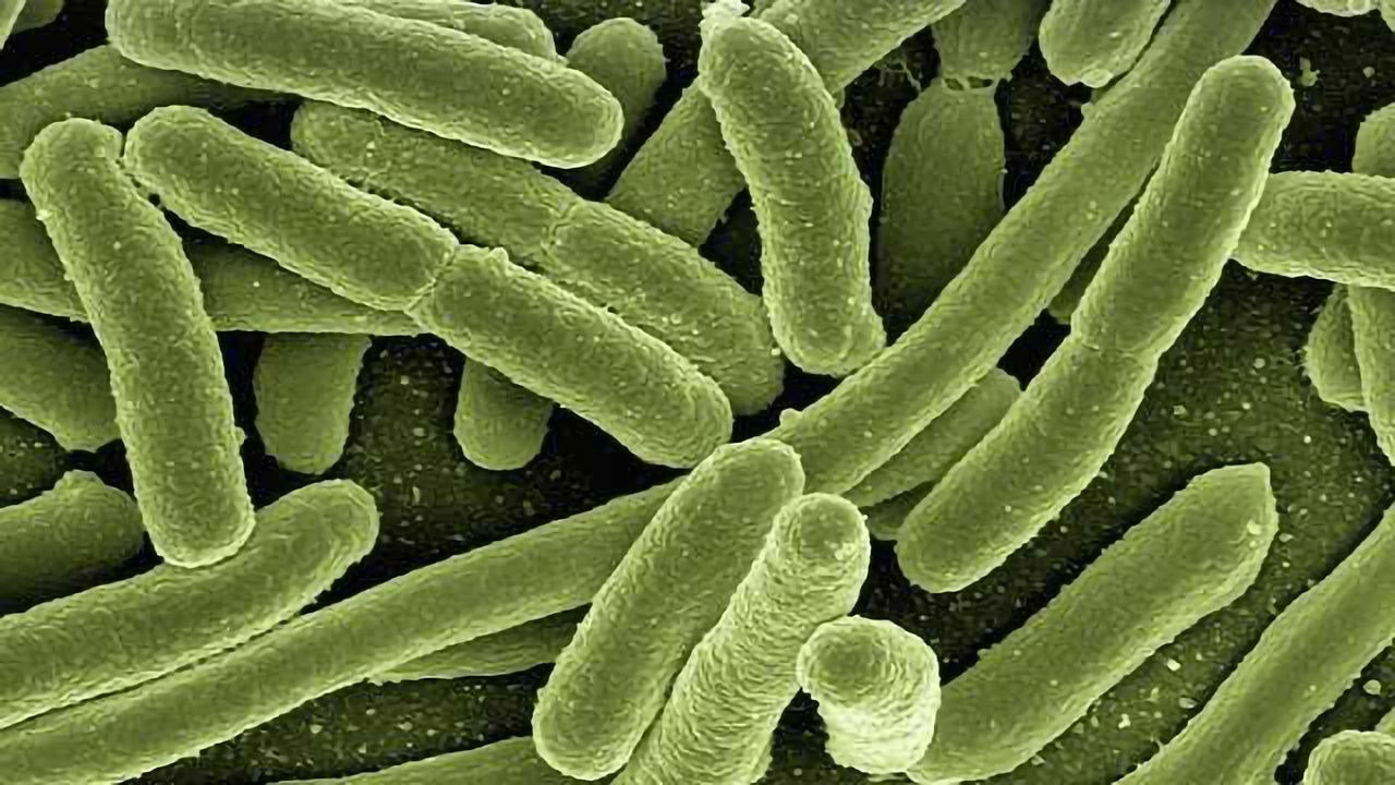 Pathogenic Bacteria Evade Antibiotics by Hibernating