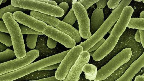 Pathogenic Bacteria Evade Antibiotics by Hibernating