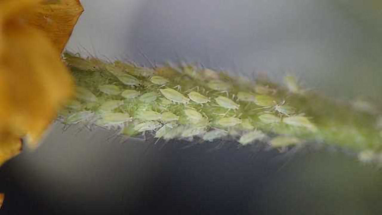 Aphid Pests Avoid Bacterial Hazards Using Sight