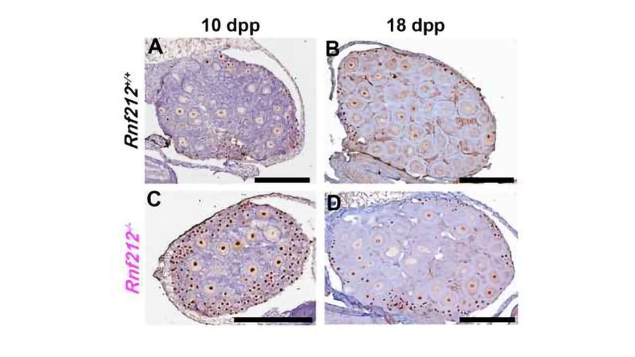 Mechanism of Oocyte Quality Control Revealed