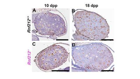 Mechanism of Oocyte Quality Control Revealed