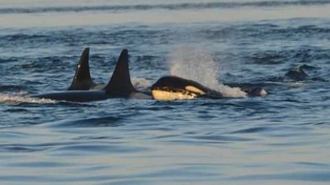Killer Whales Threatened by Long-Banned PCB