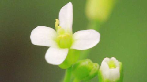 Protein Prevents Premature Flowering