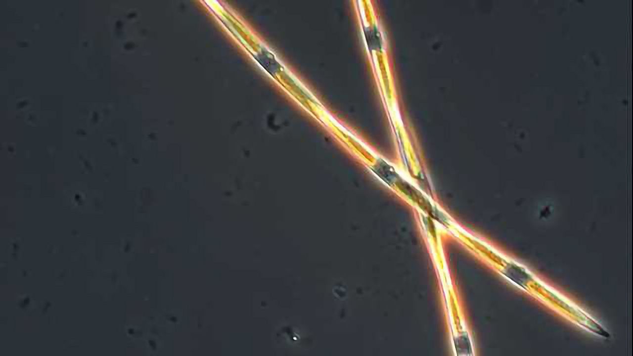 A Genetic Answer to Why Algal Blooms Become Toxic