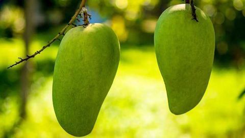 Fruity Solution to Contaminated Soil