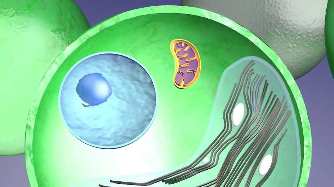 Green Algae Stole to Survive