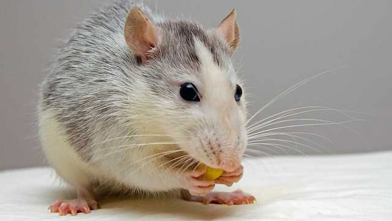 Adolescent Rats Reveal Clues to Brain Development and Maturation