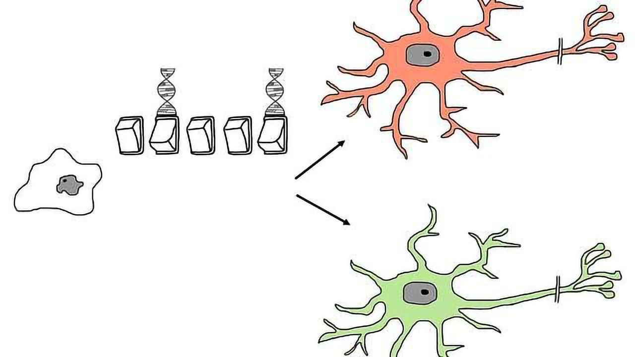 How To Differentiate Human Stem Cells to Neurons