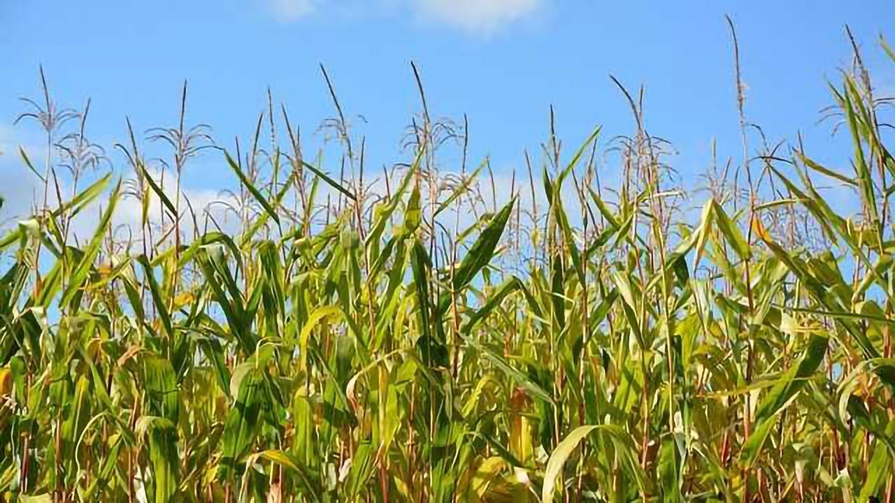 Improving Crop Yield by Turbocharging Photosynthesis