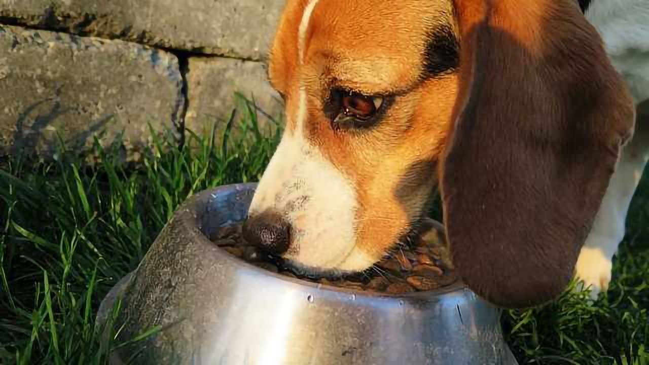 Weedkiller Found in Pet Food