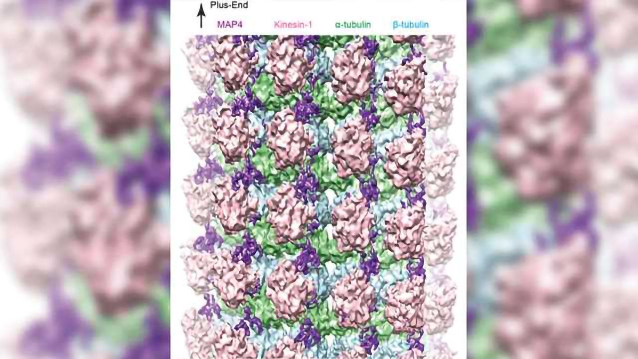 Microtubule Micromorphology: How Microtubules Maintain Cell Structure