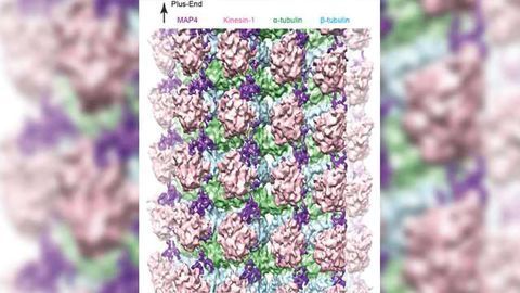 Microtubule Micromorphology: How Microtubules Maintain Cell Structure