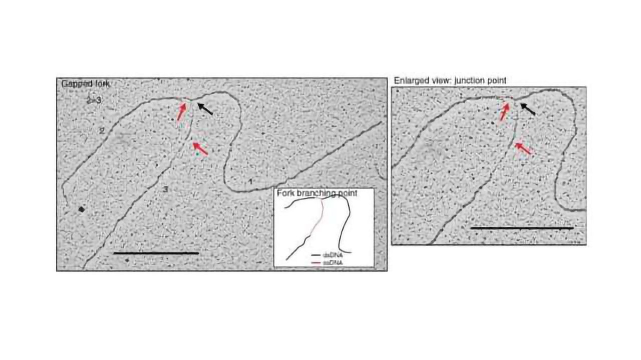 How the Cell Protects DNA from Degradation