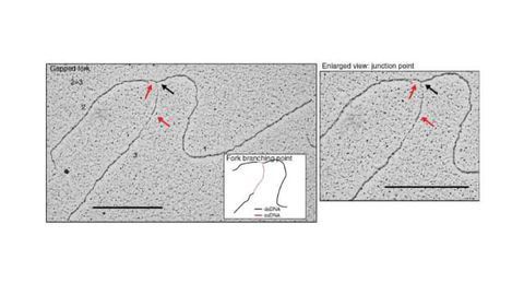How the Cell Protects DNA from Degradation