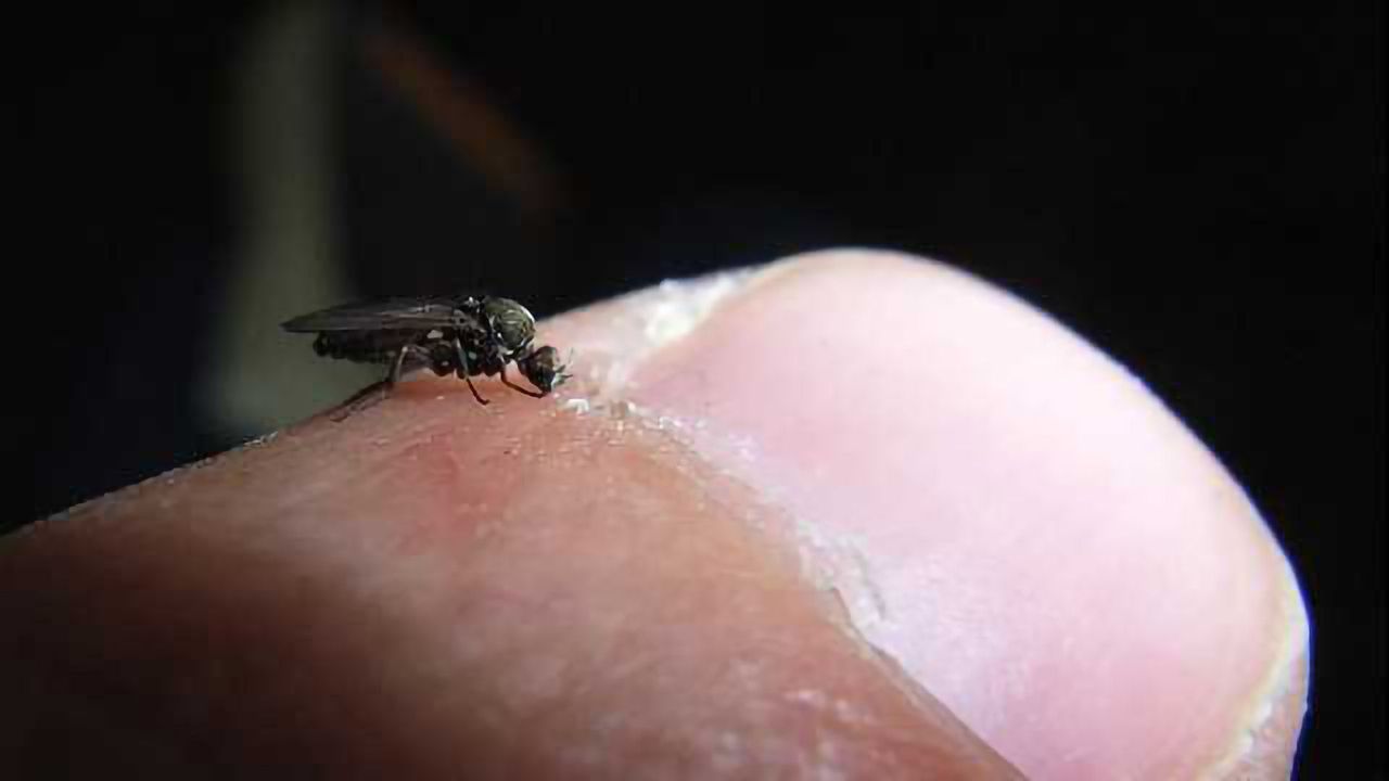 Genes Key to Identifying Drug Resistant Parasites in Brazil
