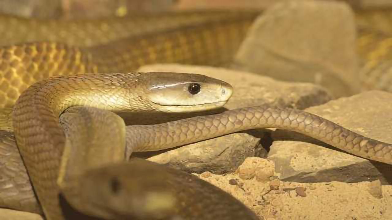 Black Mamba Snake Venom Neutralized with Human Antibodies